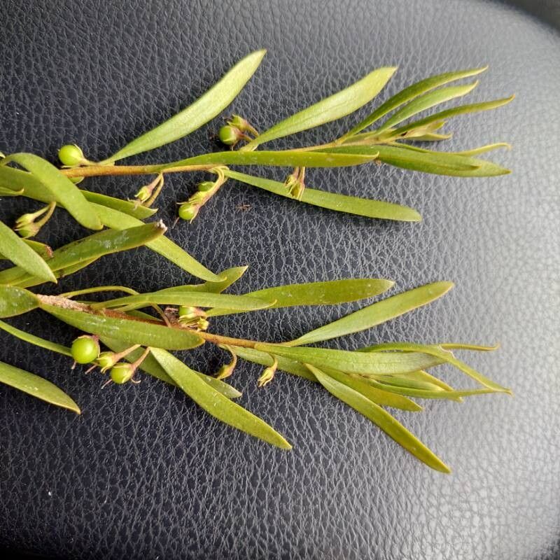 Eremophila longifolia leaf