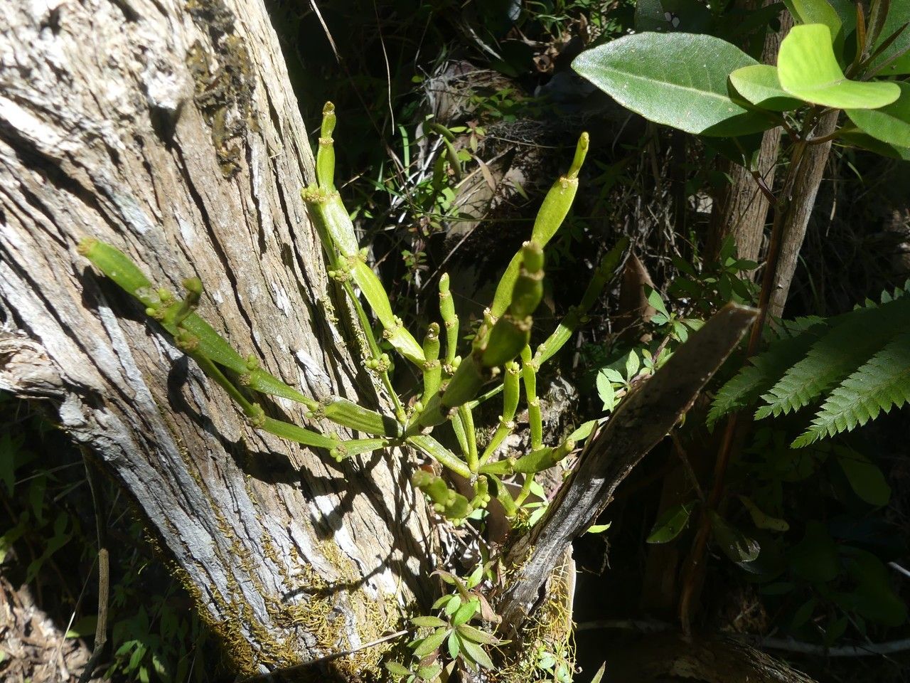 Korthalsella japonica habit