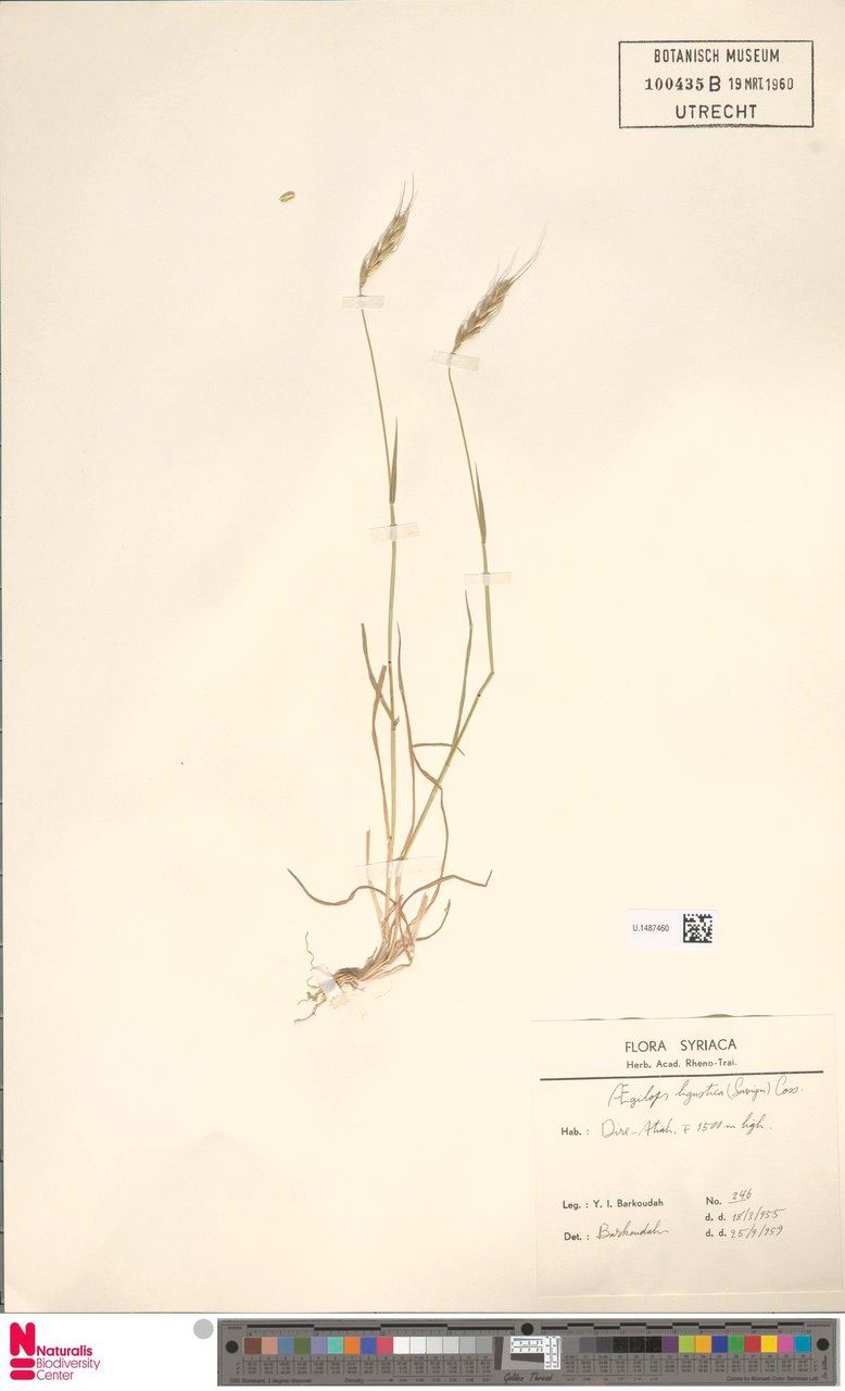 Aegilops ligustica — search result for 'Aegilops'