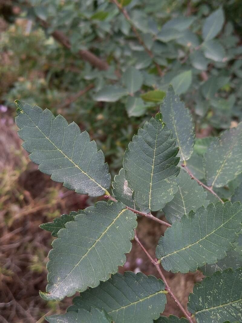Zelkova abelicea leaf