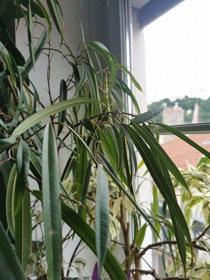 Ficus longifolia leaf