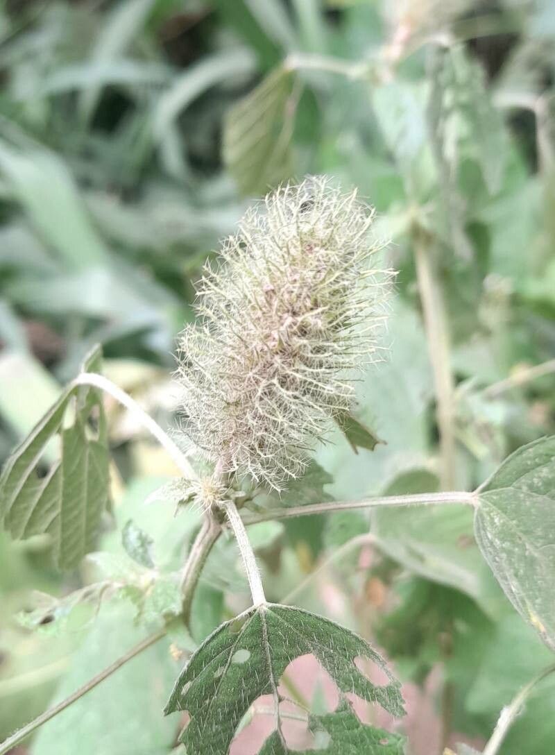 Acalypha alopecuroides flower