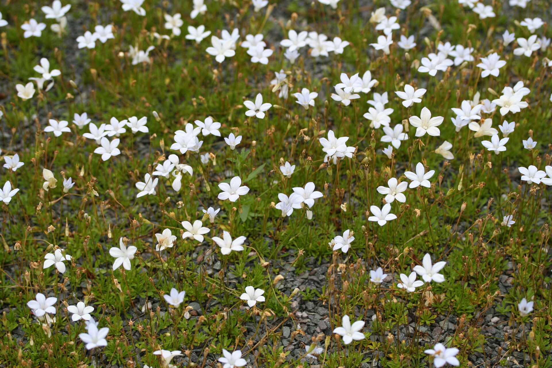 Wahlenbergia albomarginata habit