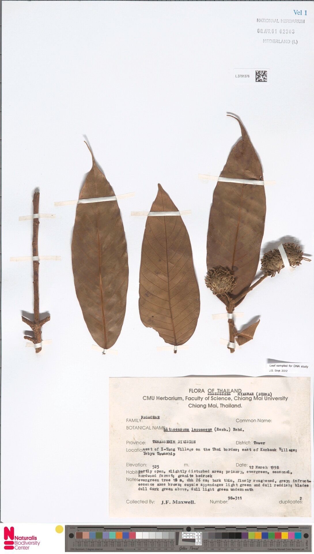 Lithocarpus lappaceus — search result for 'Lithocarpus'