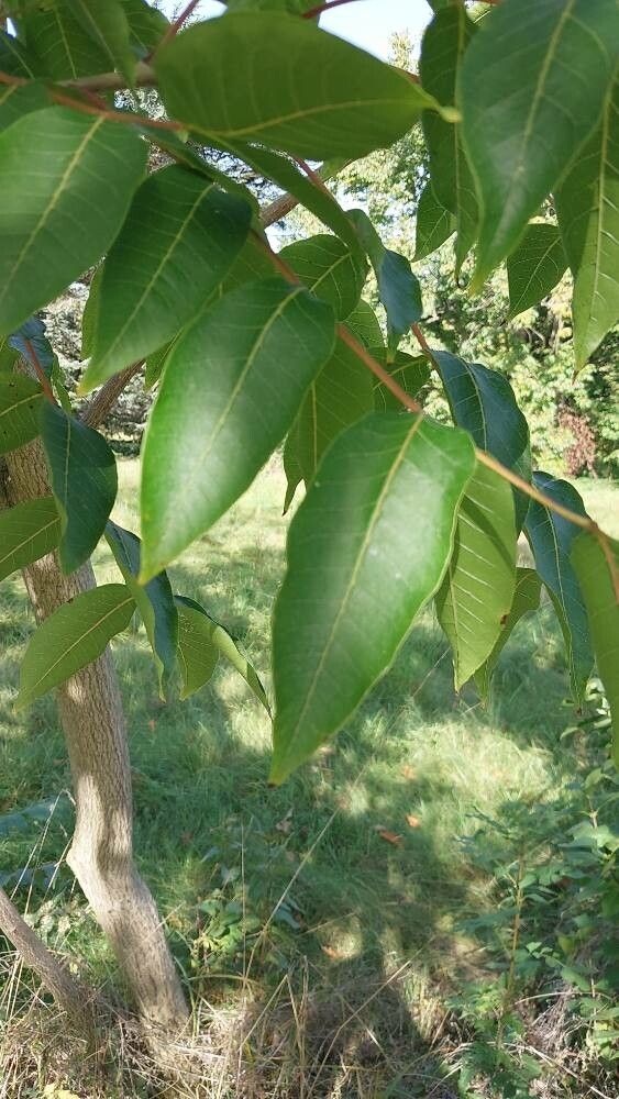 Toxicodendron vernicifluum — houseplant care guide