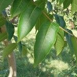 Toxicodendron vernicifluum