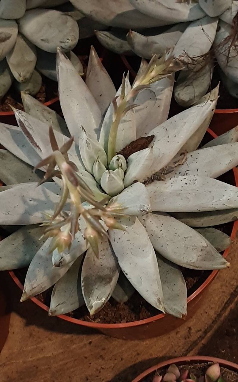 Echeveria tolimanensis habit