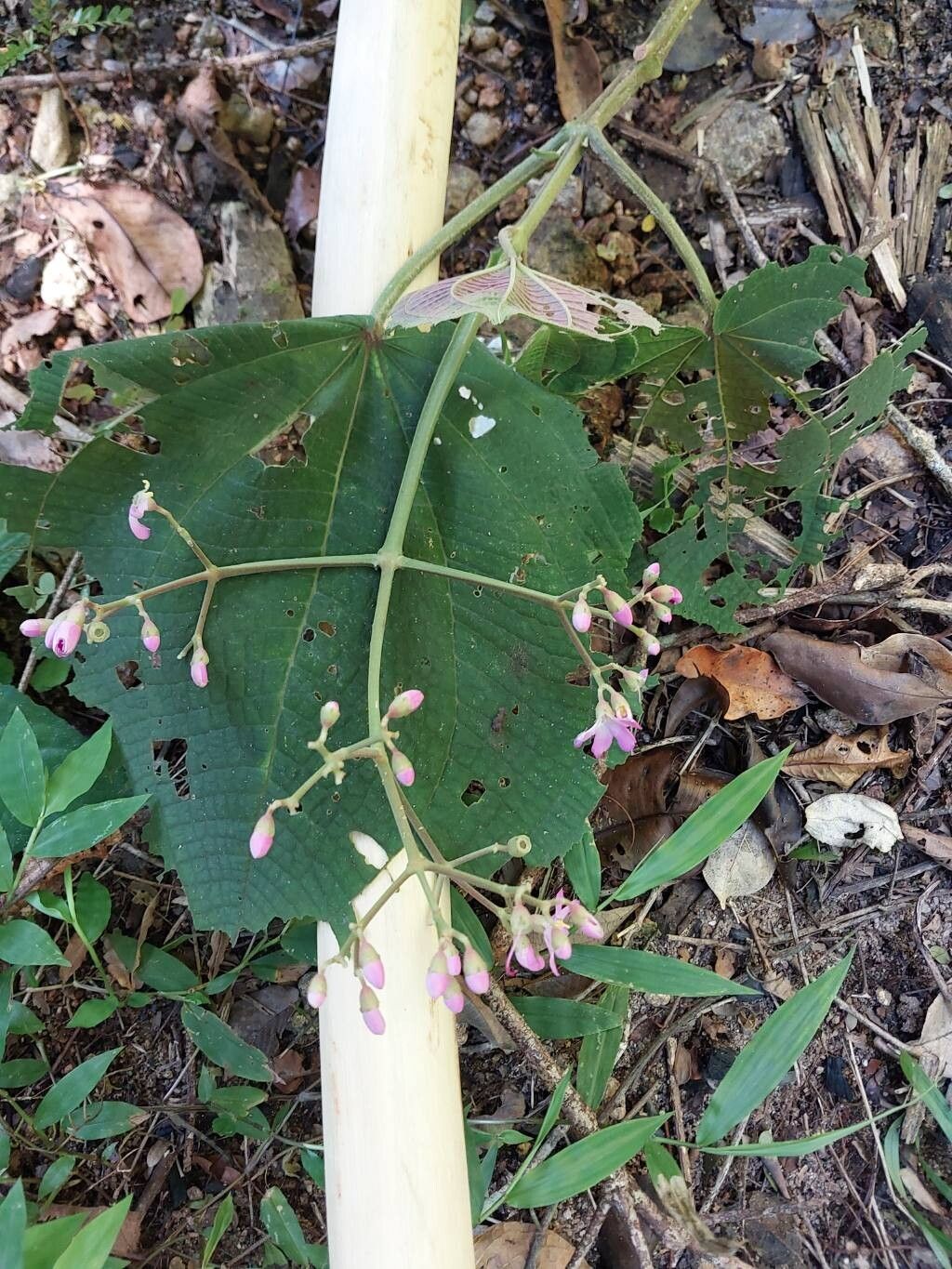 Medinilla quadrangularis other