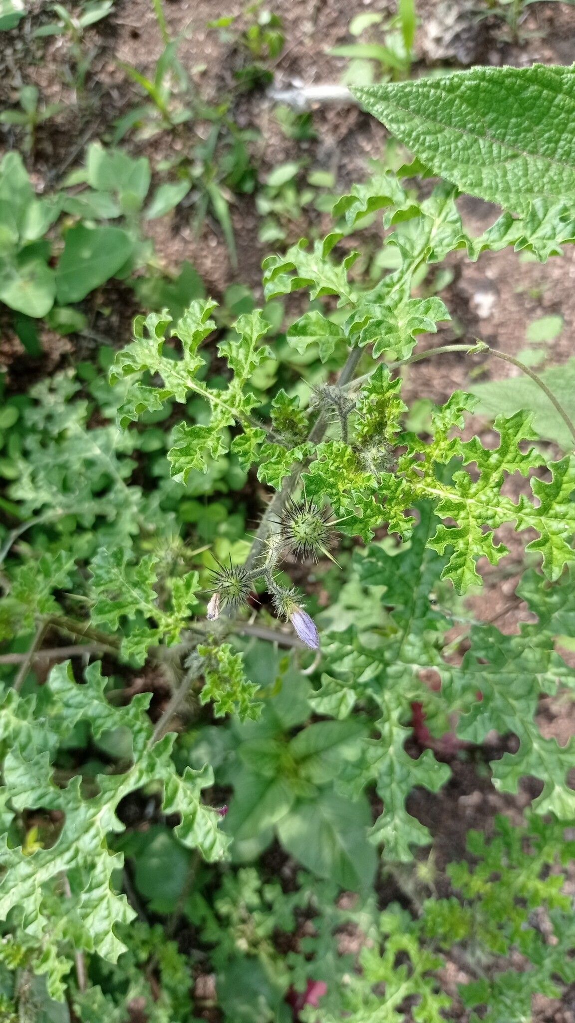 Solanum tribulosum flower