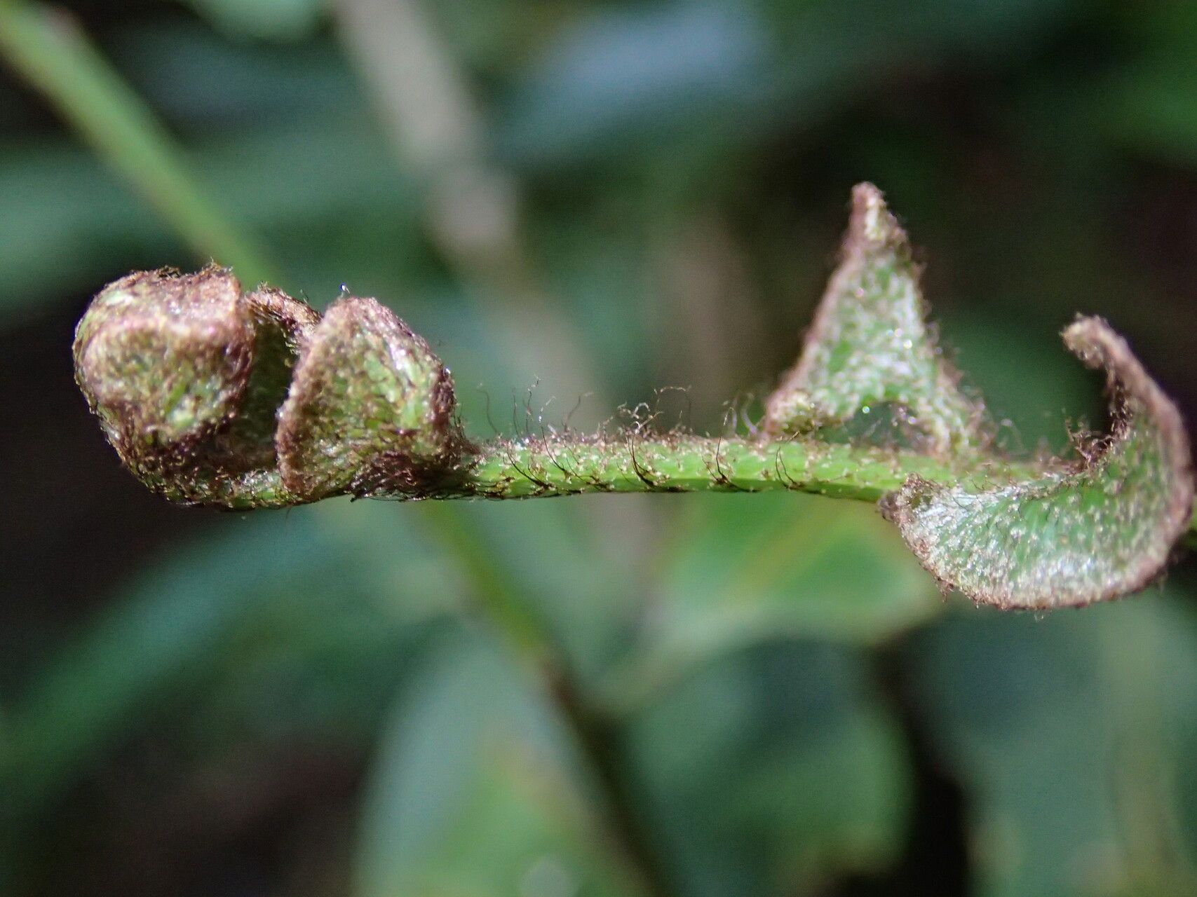 Asplenium laurentii leaf