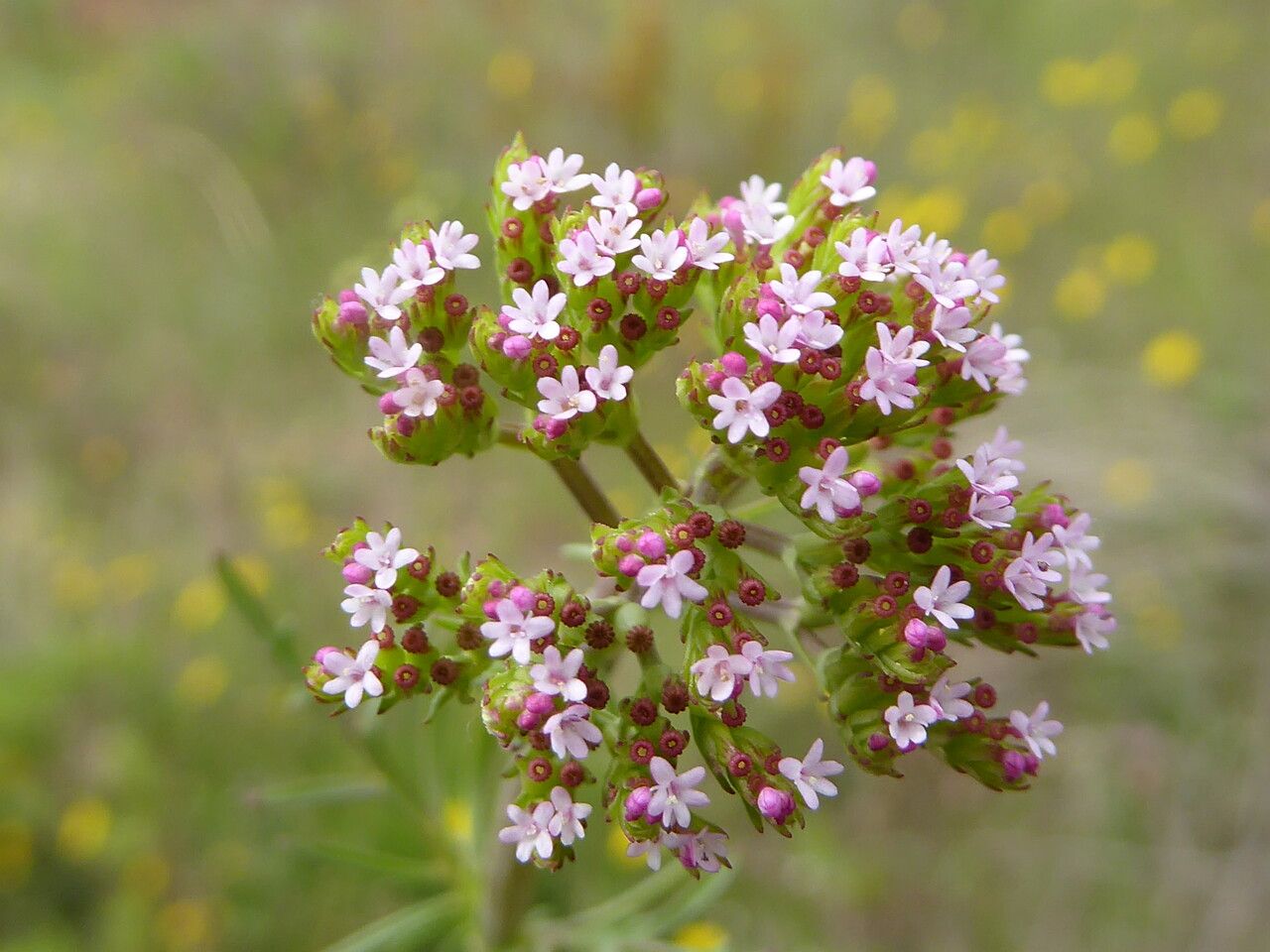 Centranthus calcitrapae flower
