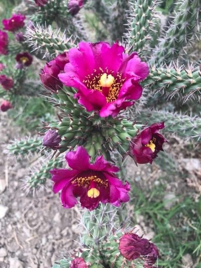 Opuntia imbricata — search result for 'Opuntia'