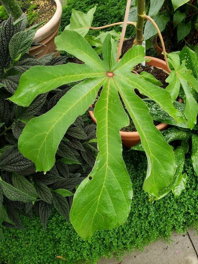 Cecropia palmata leaf