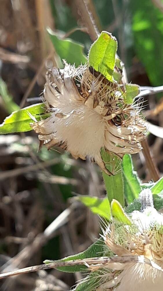 Centaurea pullata fruit