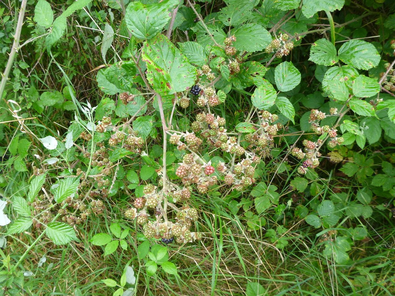Rubus cuspidifer habit