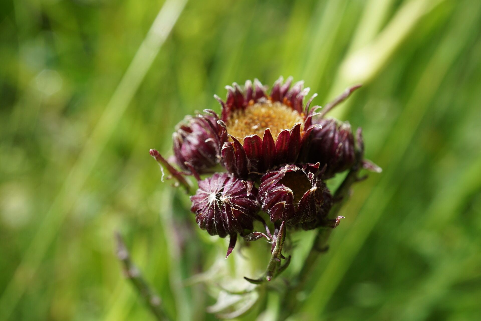 Jacobaea pancicii flower