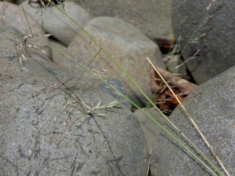 Eragrostis acutiflora bark