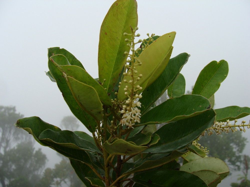 Quintinia parviflora habit