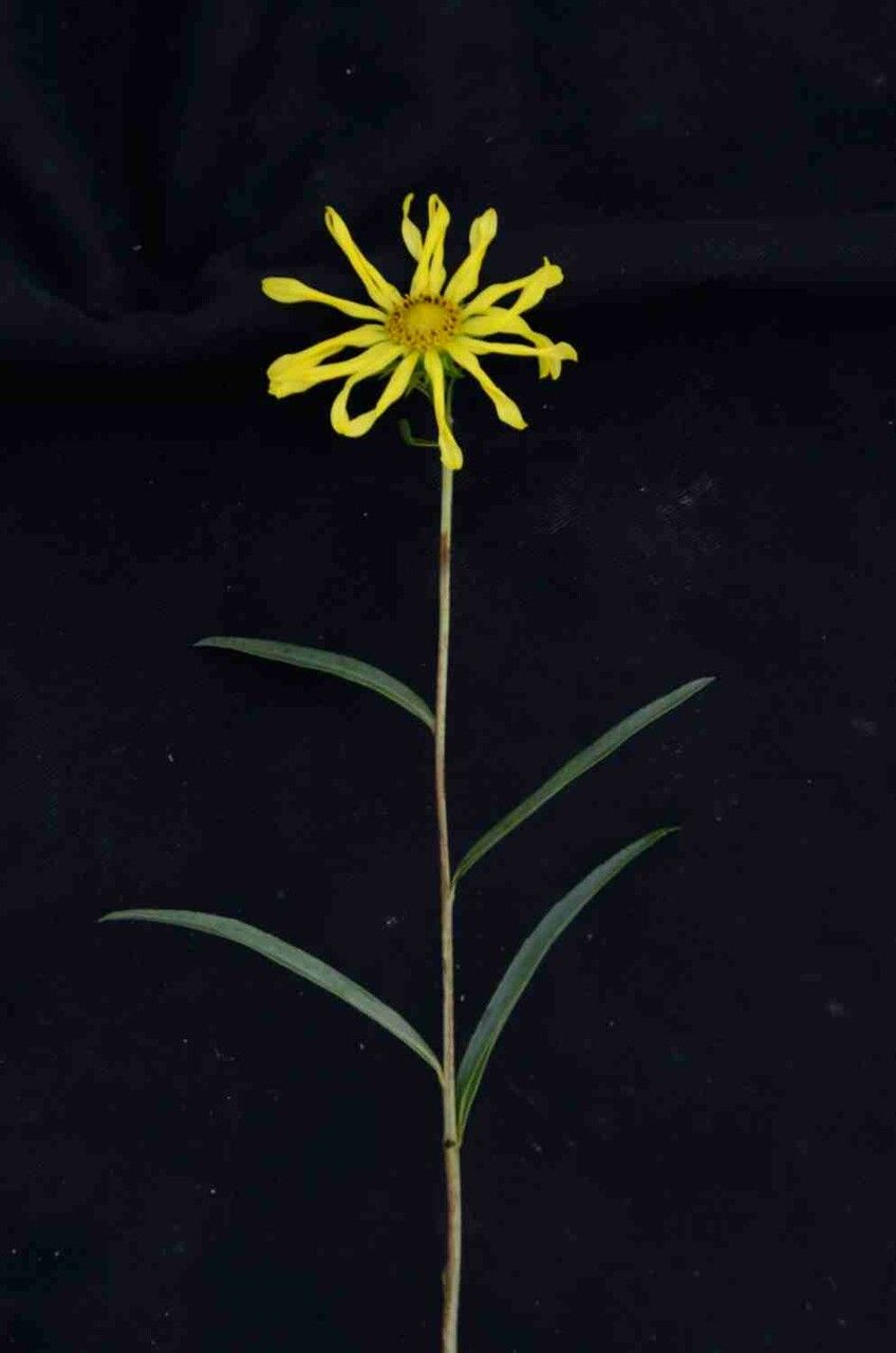 Aldama bracteata flower