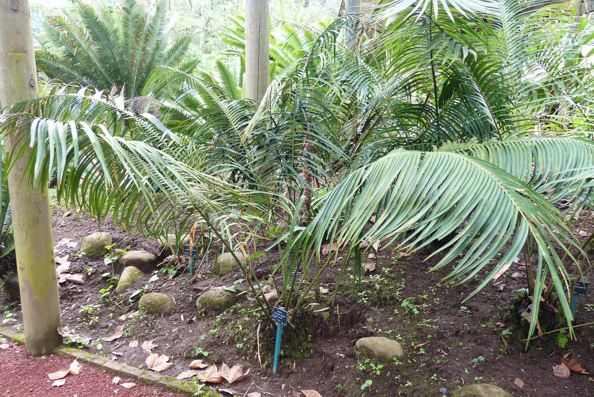 Ceratozamia vovidesii — search result for 'Ceratozamia'