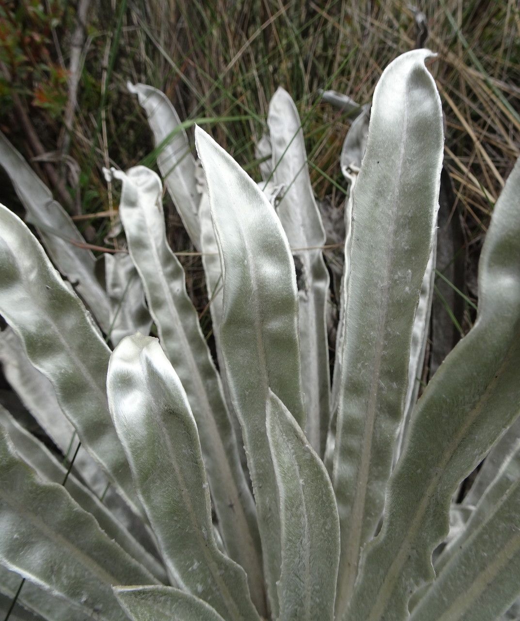 Espeletia argentea — related species from the same genus