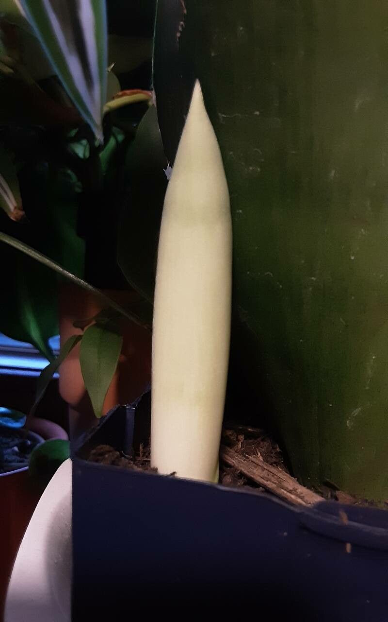 Dracaena subspicata — search result for 'Dracaena'