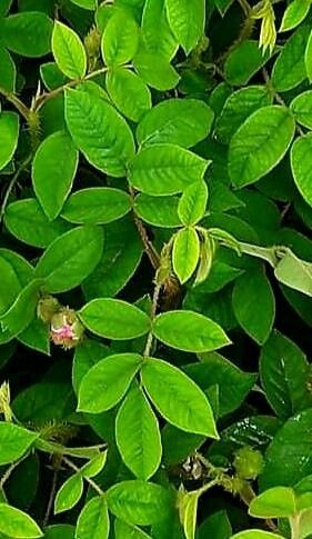 Indigofera hirsuta leaf