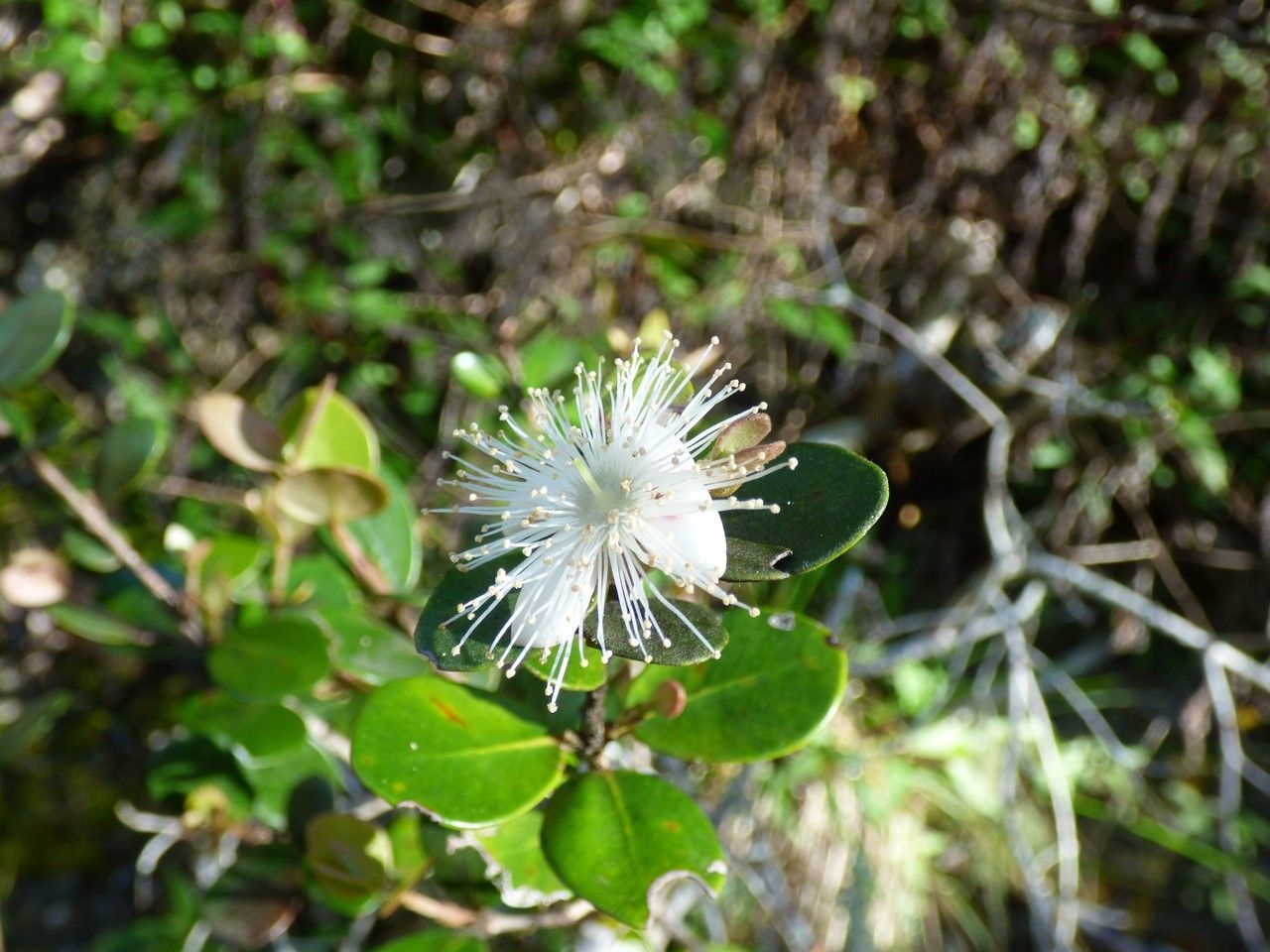 Eugenia buxifolia flower