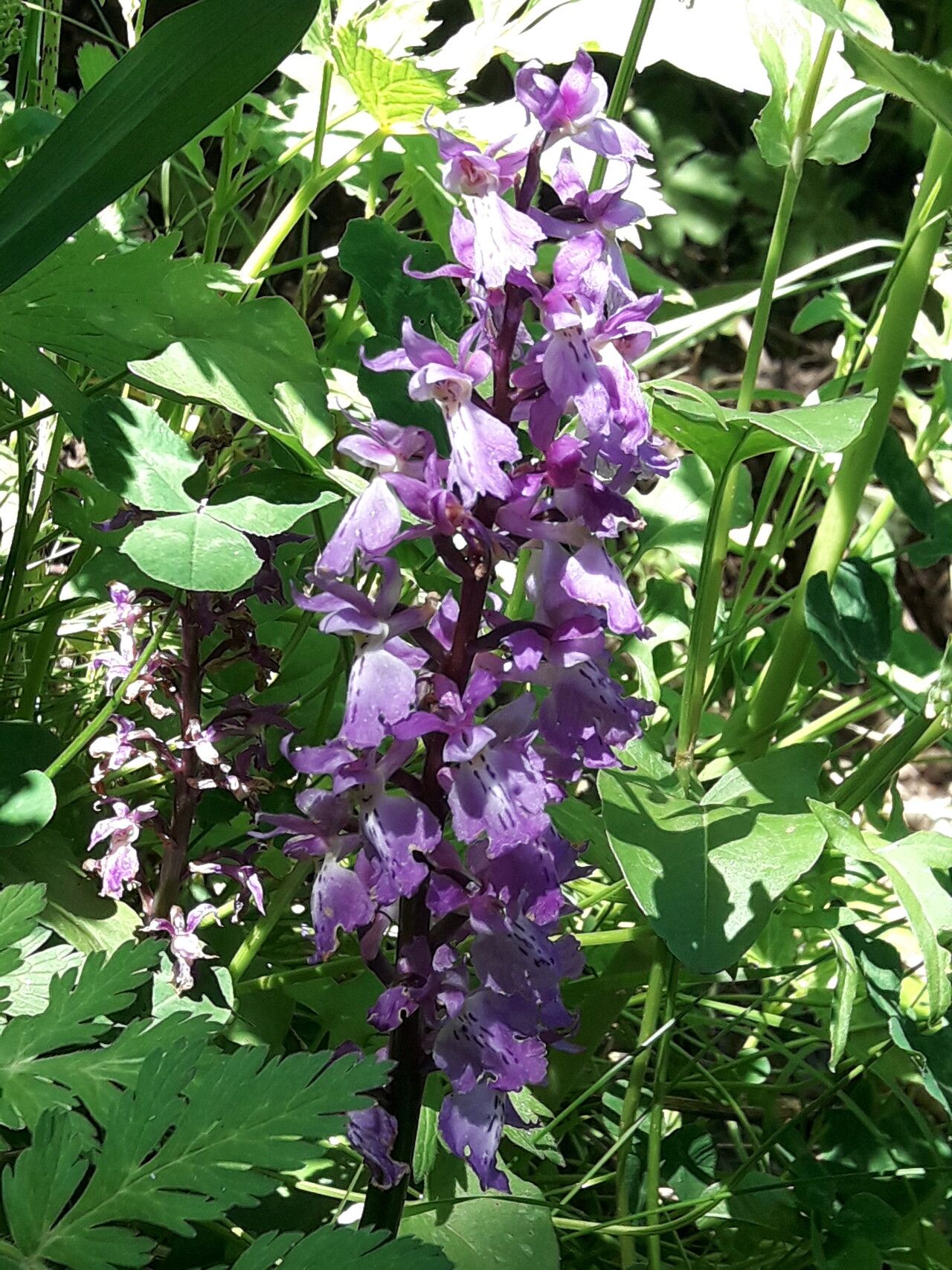 Orchis patens — search result for 'Orchis'
