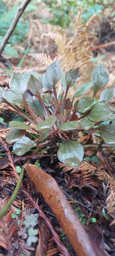 Claytonia rubra habit