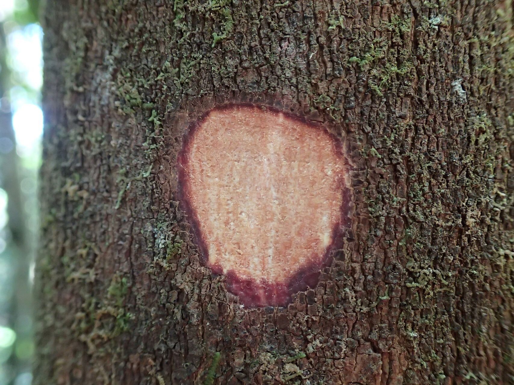 Elaeocarpus hortensis bark