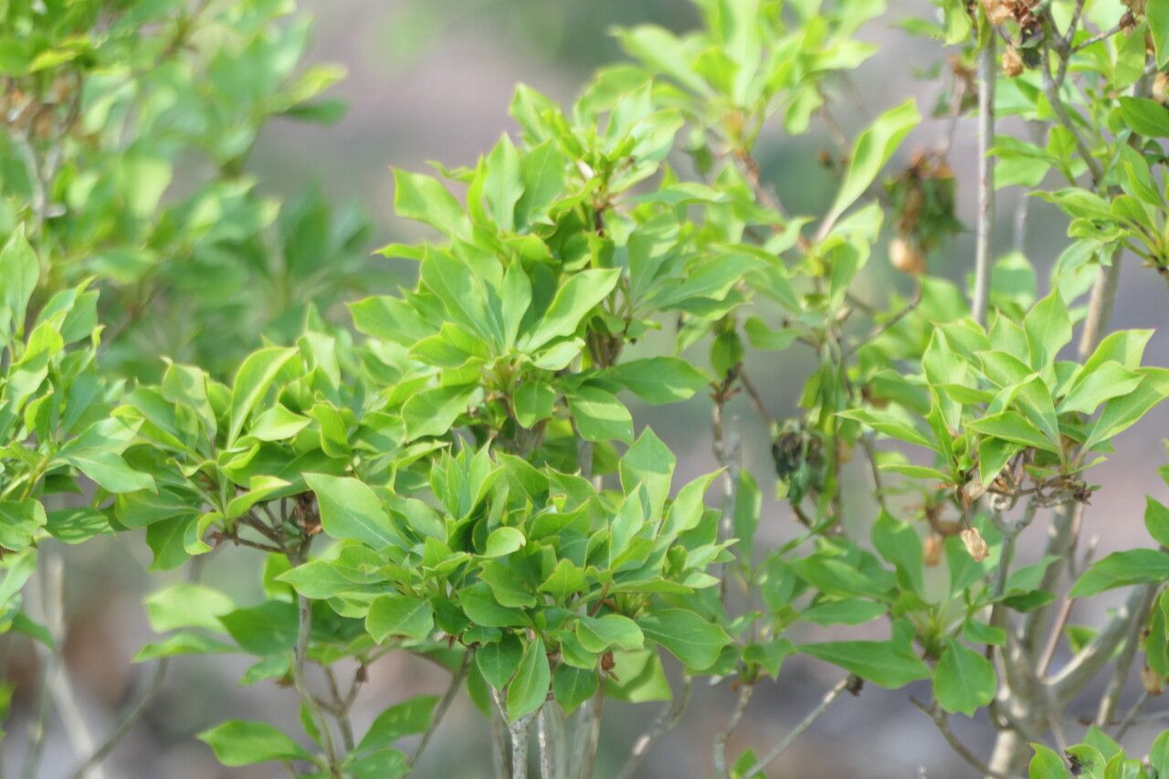 Enkianthus perulatus leaf