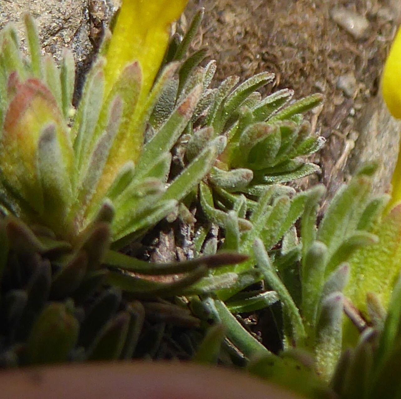 Androsace vitaliana leaf