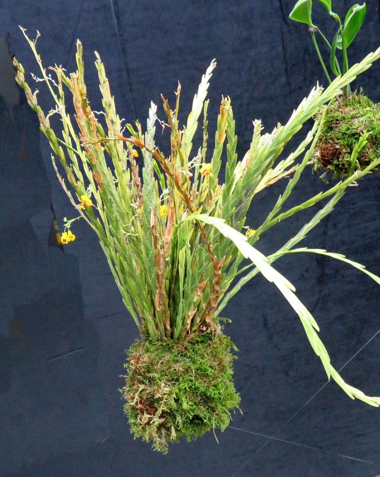 Lockhartia imbricata habit