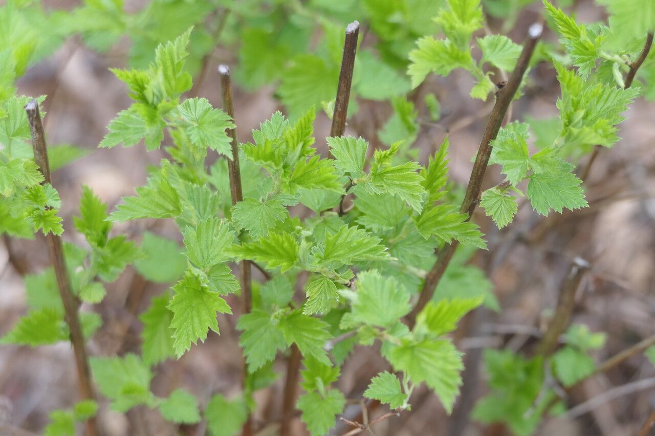 Neviusia cliftonii — related species from the same genus