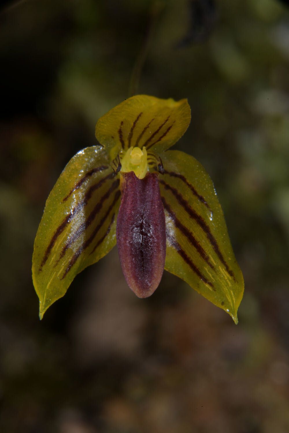 Bulbophyllum pandurella — houseplant care guide