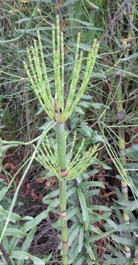Equisetum giganteum leaf