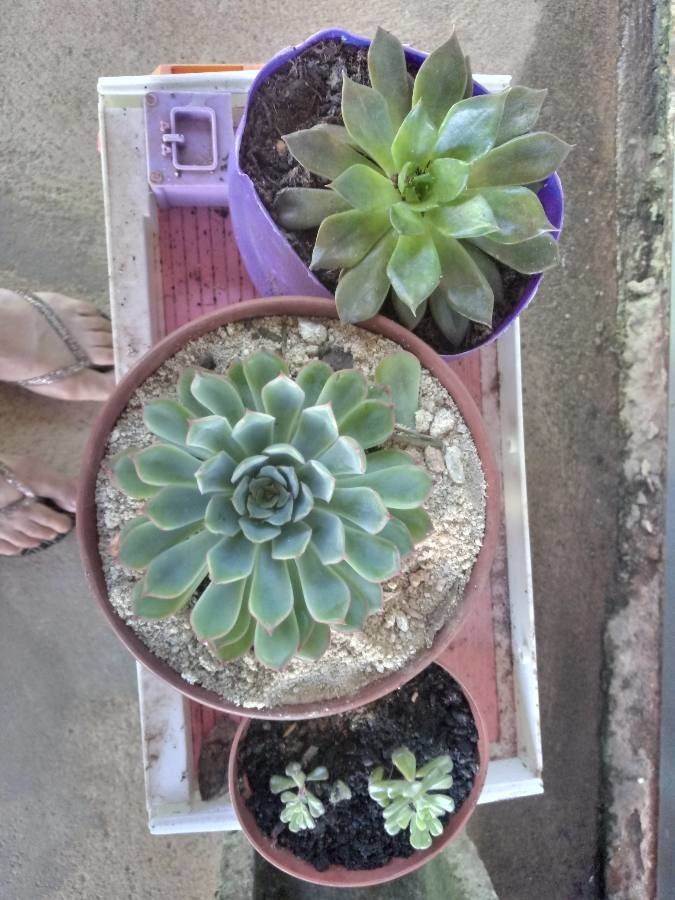 Echeveria chiclensis — search result for 'Echeveria'