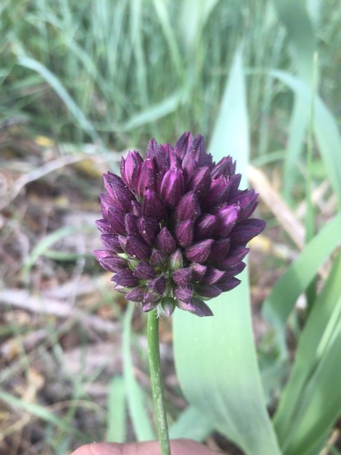 Allium rotundum fruit