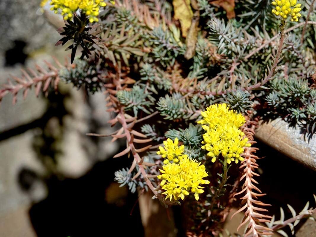 Petrosedum montanum habit