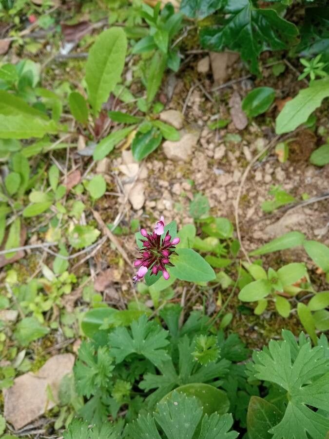 Fedia cornucopiae flower