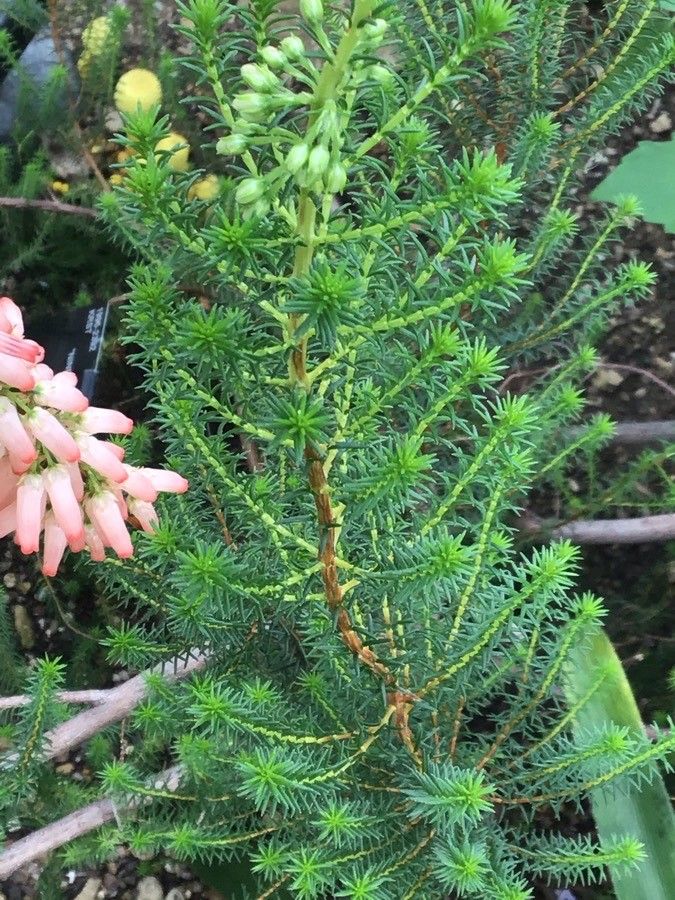 Erica mammosa — search result for 'Erica'