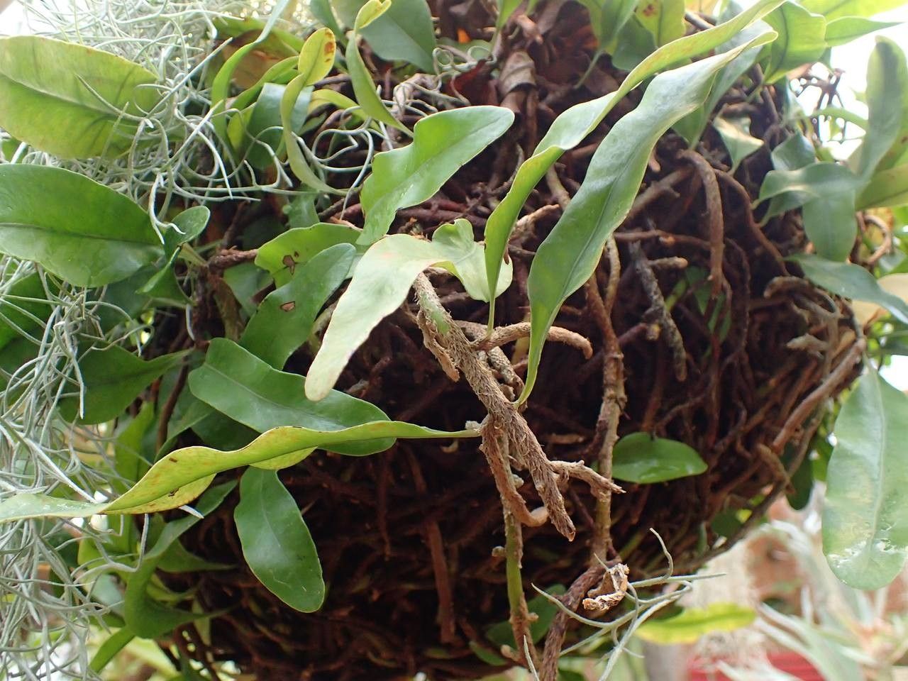 Microgramma nitida habit