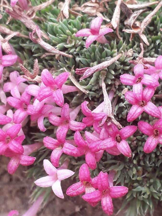Asperula nitida flower
