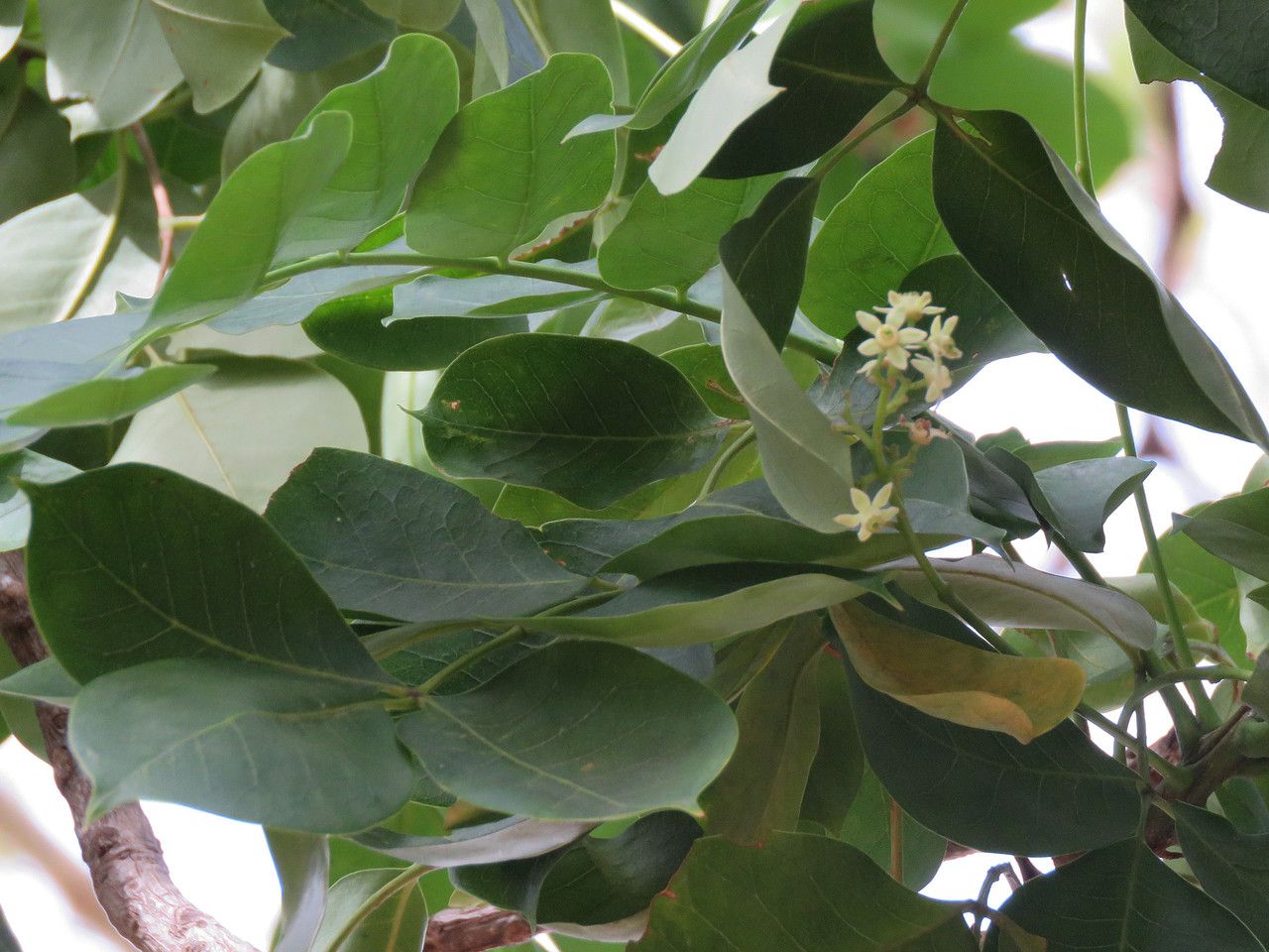 Ekebergia capensis flower