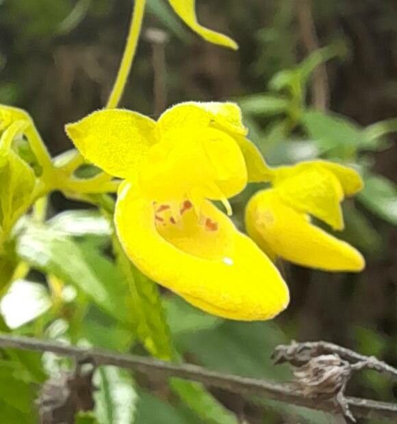 Calceolaria polyclada flower