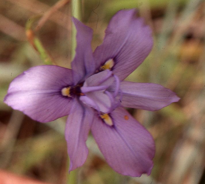Moraea natalensis flower