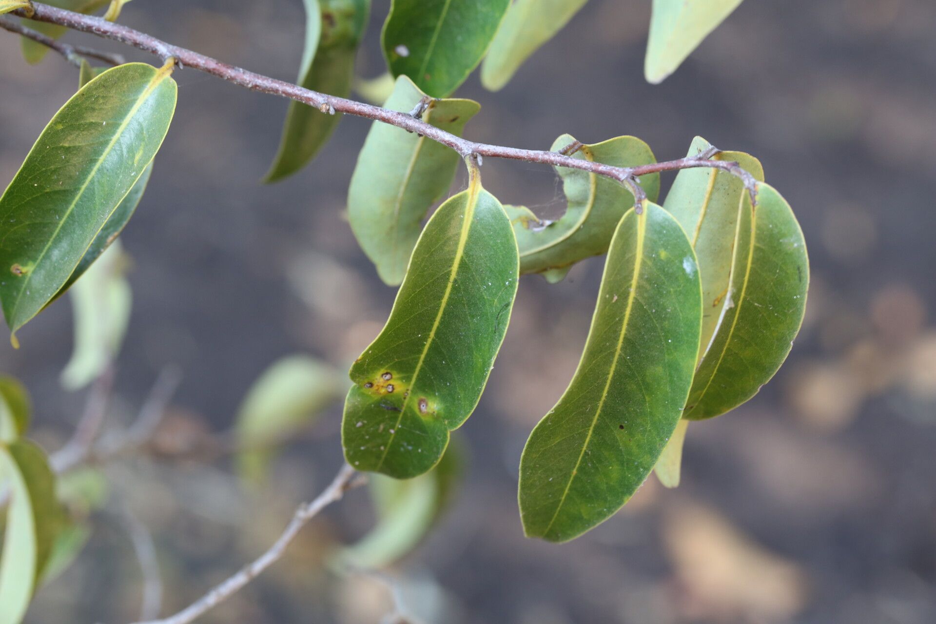 Xylopia katangensis leaf