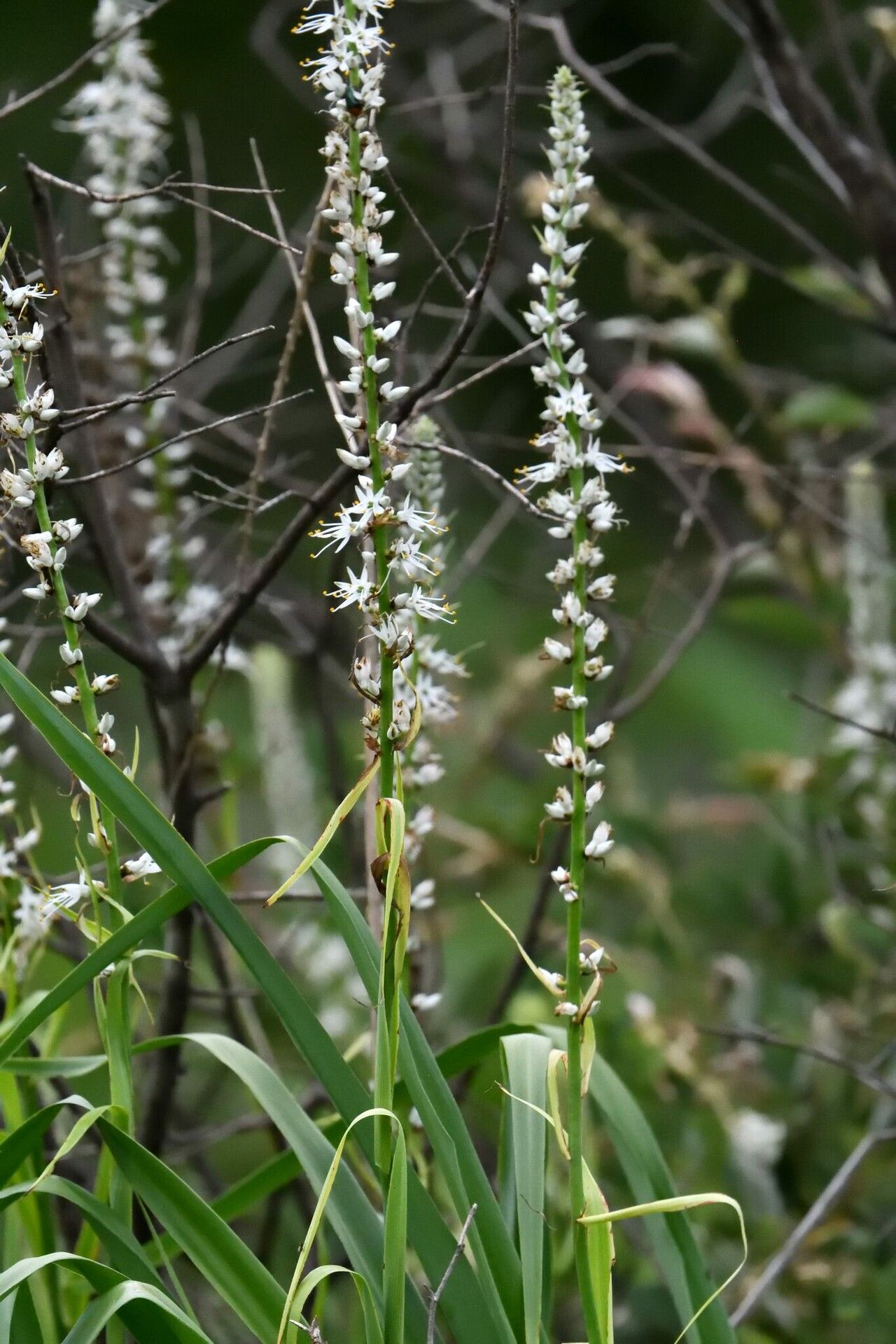 Chlorophytum longifolium flower