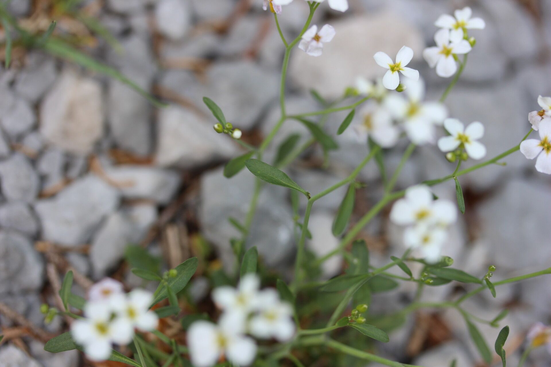Arabidopsis croatica — related species from the same genus